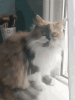 F2CC61C5-2BA8-4F8A-AC6E-65298C3D1241.gif