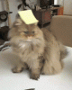 EACFB215-4217-42D7-8E4D-694C3928C3B1.gif