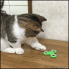 B692DCF1-B300-4F17-A4AA-A91219AEE834.gif