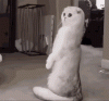 3A7DC6E7-2FCE-43BD-B198-037A2F790681.gif