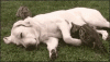 D0DFE233-0711-4C4D-8226-A448BDBEC25F.gif