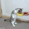 72A23570-A54D-4DAB-BA06-6E7D7999BF9B.gif