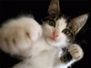036EF9FC-77AD-443B-BBB7-65B25636E167.gif