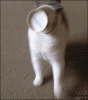 upload_2022-5-14_5-28-42.gif