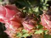 52B11BE6-D76B-4D58-AFE5-70C957D68763.jpeg