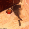 3951A9F8-3DAE-49A0-8BC0-A3FFAAD0AFC5.gif