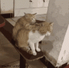 upload_2022-6-14_19-21-36.gif