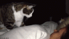 A6566D87-0866-451D-BFBF-744B3AC1FF5B.gif