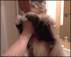 0095F230-A540-419F-80C5-E446102859ED.gif