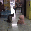 1B0CA671-D0A3-44B0-A5BD-BB68E79E3A8F.gif