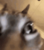 6EB8D59F-750E-4C58-BB8D-4BA6A35EEB4F.gif