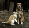 FFCE9ACE-375D-4E38-B993-44CD14A9C65D.gif
