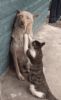A4DFE437-14C5-4411-B77E-D3E79FFEC5C2.gif