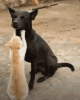 C4C2B9FD-C8EC-450A-9AEA-79F06E93583A.gif