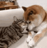 D1EAD0DD-36B9-4500-BFDA-E860D05359B4.gif