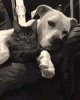 C0D6A1C9-5039-44DB-A36D-EF5B97BF5C5C.gif