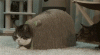 C5455701-9BD9-4F8F-A689-26807D359BCD.gif