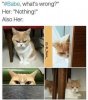 memes-relationships-dontgetserious-nothings-wrong.jpeg