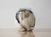 36F7657A-E5ED-4C16-85EA-A673BDC626B4.gif