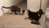 7A04043D-EE29-453F-A86C-5AD8999CDD42.gif