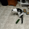 B72668B2-9260-4C5F-AD8F-D7C0D6CF4B51.gif