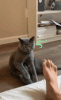 upload_2023-4-19_6-50-26.gif