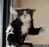 upload_2023-4-19_6-54-6.gif