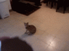 upload_2023-4-19_7-1-29.gif