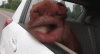 IMG_2868.gif