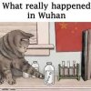 wuhan cat.jpeg