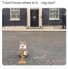cat no 10.jpg