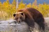 bear.jpg