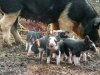 Some-Little-Berkshire-Piglets.jpg