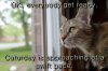 caturday-is-approaching.jpeg