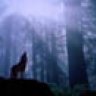 Lobo