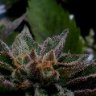 cookiecache