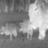 2Bisons