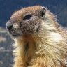 Varmint