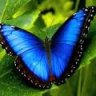 Butterfly23