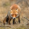 FoxEmerson