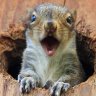 DeNuttySquirrel
