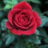 1Rose