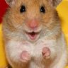 Mousu