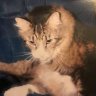 Fishercat