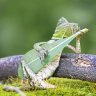 RiffDude