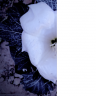Darkleaf4