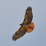 Hawk619