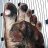 Barefoot_Longhair