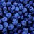 Cobalt Blueberry