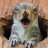 DeNuttySquirrel
